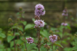 Mentha aquaticaWatermunt bestellen